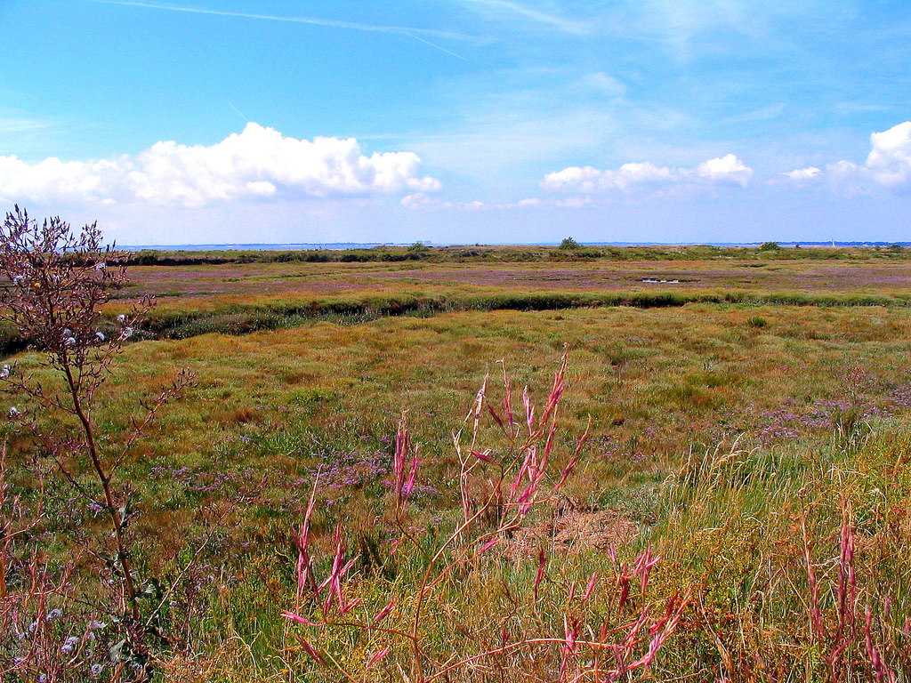 Saltmarsh at Colne Point - geograph.org.uk - 5856299